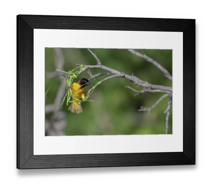 Framed Print : Village weaver (Ploceus cucullatus) building nest at end of branch, Allahein River, The Gambia Framed Print : Village weaver (Ploceus cucullatus) building nest at end of branch, Allahein River, The Gambia