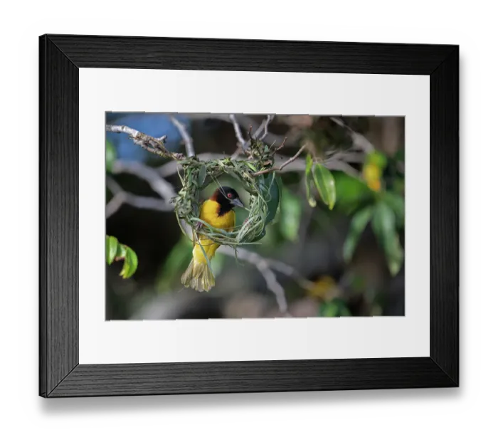 Framed Print : RF - Village weaver (Ploceus cucullatus) building nest on end of tree branch, Allahein River, The Gambia. (This image may be licensed either as rights managed or royalty free.) Framed Print : RF - Village weaver (Ploceus cucullatus) building nest on end of tree branch, Allahein River, The Gambia. (This image may be licensed either as rights managed or royalty free.)