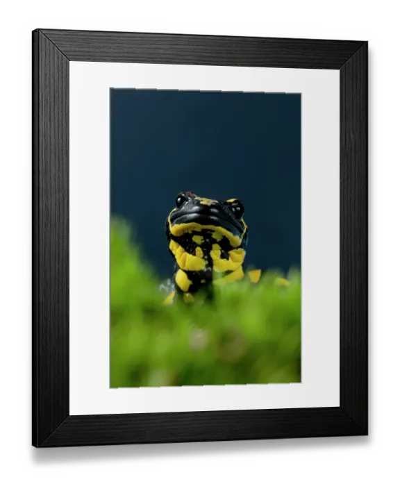 Framed Print : Fire salamander (Salamandra salamandra) head portrait, Hallerbos, Belgium. November