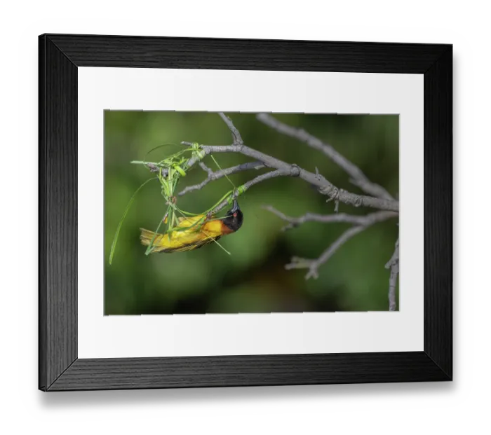 Framed Print : Village weaver (Ploceus cucullatus) building nest at end of branch, Allahein River, The Gambia Framed Print : Village weaver (Ploceus cucullatus) building nest at end of branch, Allahein River, The Gambia
