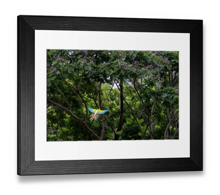 Framed Print : Great green macaw (Ara ambiguus) flying towards Mountain almond trees (Dipteryx panamensis) to feed, Costa Rica Framed Print : Great green macaw (Ara ambiguus) flying towards Mountain almond trees (Dipteryx panamensis) to feed, Costa Rica
