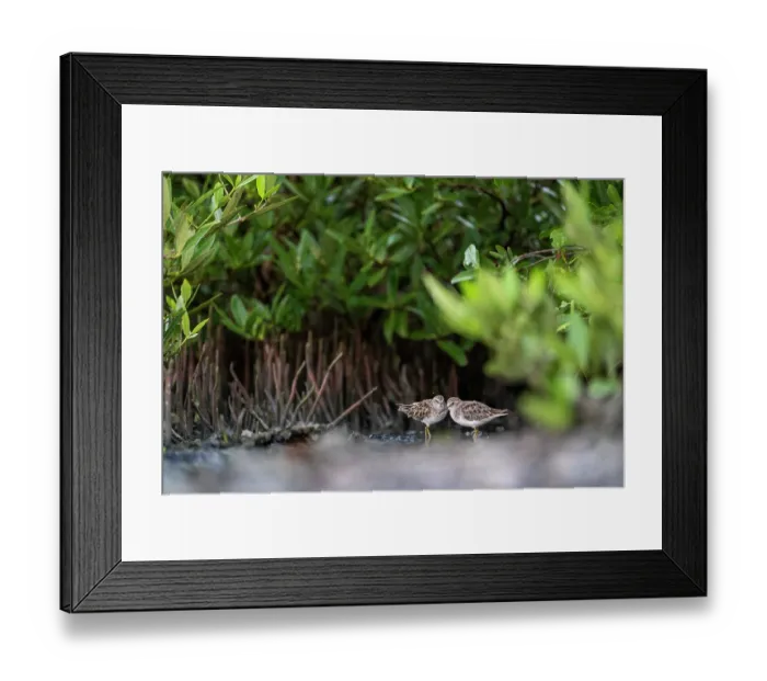 Framed Print : Two Least sandpipers (Calidris minutilla) sheltering between the aerial roots of Black mangroves (Avicennia germinans), Spanish lagoon, Aruba Framed Print : Two Least sandpipers (Calidris minutilla) sheltering between the aerial roots of Black mangroves (Avicennia germinans), Spanish lagoon, Aruba