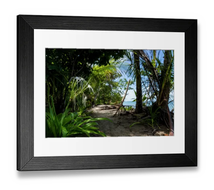 Framed Print : Caribbean spider-lily (Hymenocallis caribaea) in flower along the coast, Costa Rica Framed Print : Caribbean spider-lily (Hymenocallis caribaea) in flower along the coast, Costa Rica
