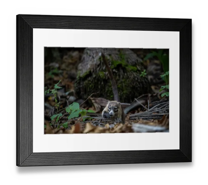 Framed Print : White-nosed coati (Nasua narica) foraging in forest, Costa Rica Framed Print : White-nosed coati (Nasua narica) foraging in forest, Costa Rica
