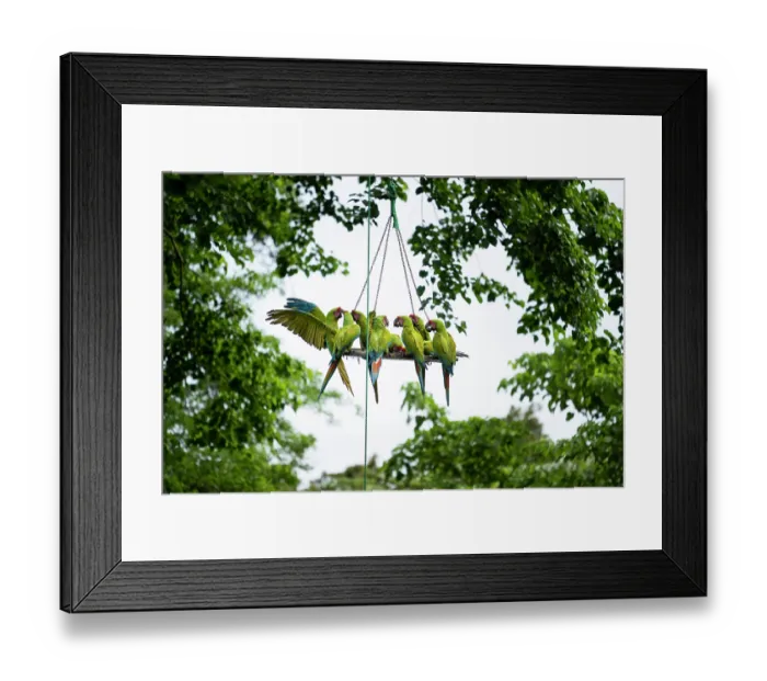 Framed Print : Group of Great green macaws (Ara ambiguus) feeding on perch at the Macaw Recovery Network, Punta Islita, Costa Rica Framed Print : Group of Great green macaws (Ara ambiguus) feeding on perch at the Macaw Recovery Network, Punta Islita, Costa Rica