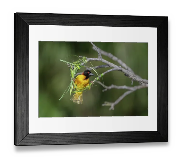 Framed Print : Village weaver (Ploceus cucullatus) in early stages of nest building, Allahein River, The Gambia Framed Print : Village weaver (Ploceus cucullatus) in early stages of nest building, Allahein River, The Gambia