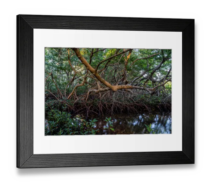 Framed Print : Red mangrove tree (Rhizophora mangle) and aerial roots at low tide, Spanish Lagoon, Aruba Framed Print : Red mangrove tree (Rhizophora mangle) and aerial roots at low tide, Spanish Lagoon, Aruba