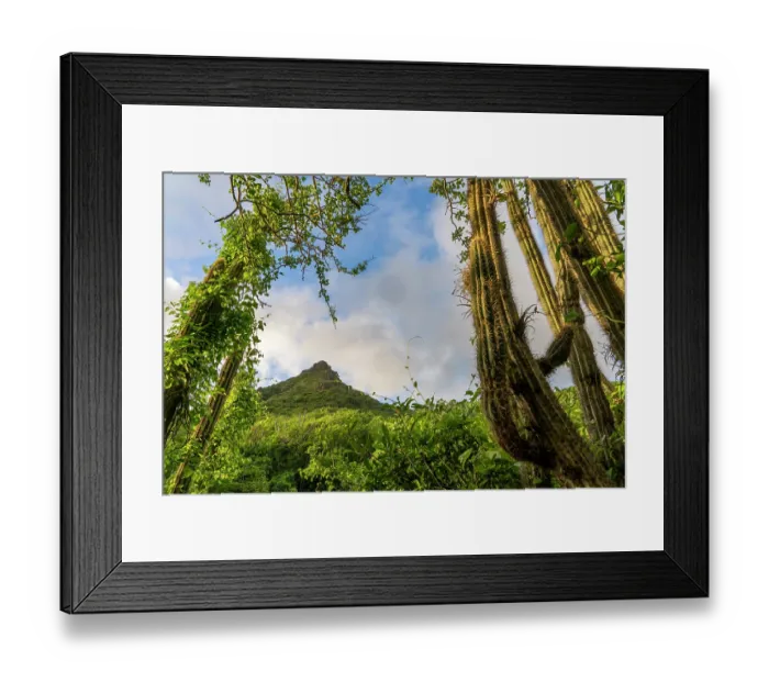 Framed Print : Christoffel mountain at sunrise, Christoffel National Park, Curacao, Dutch Caribbean. November, 2023 Framed Print : Christoffel mountain at sunrise, Christoffel National Park, Curacao, Dutch Caribbean. November, 2023