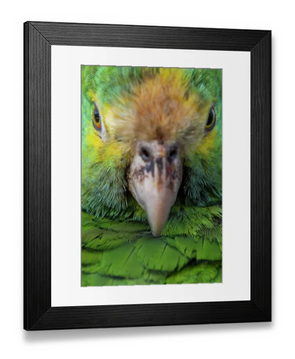 Framed Print : Yellow-shouldered amazon (Amazona barbadensis) head portrait. One of 30 indviduals that has been confiscated from smugglers Framed Print : Yellow-shouldered amazon (Amazona barbadensis) head portrait. One of 30 indviduals that has been confiscated from smugglers