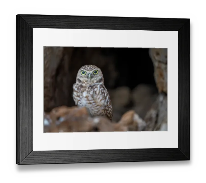 Framed Print : Aruban burrowing owl (Athene cunicularia arubensis) perched in front of nesting site, Aruba Framed Print : Aruban burrowing owl (Athene cunicularia arubensis) perched in front of nesting site, Aruba