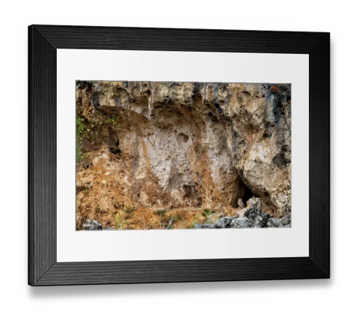 Framed Print : Aruban burrowing owl (Athene cunicularia arubensis) perched in front of nesting site, Aruba Framed Print : Aruban burrowing owl (Athene cunicularia arubensis) perched in front of nesting site, Aruba