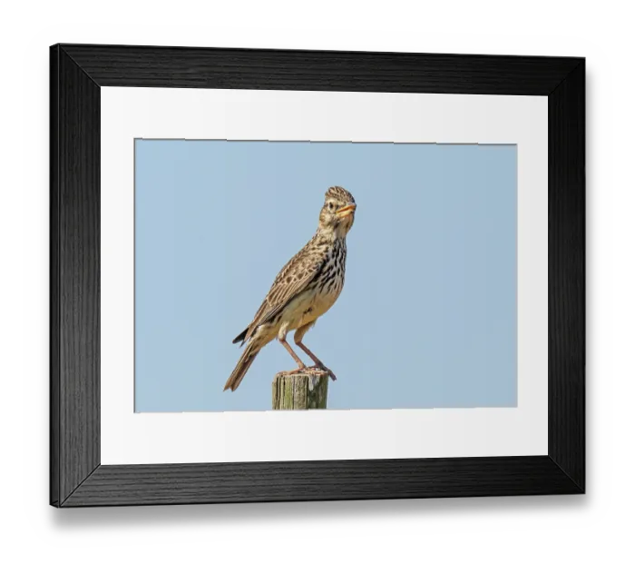 Framed Print : Striped pipit (Anthus lineiventris) male, perched on a fence post over its breeding territory, Malgas, Cape Province, South Africa Framed Print : Striped pipit (Anthus lineiventris) male, perched on a fence post over its breeding territory, Malgas, Cape Province, South Africa