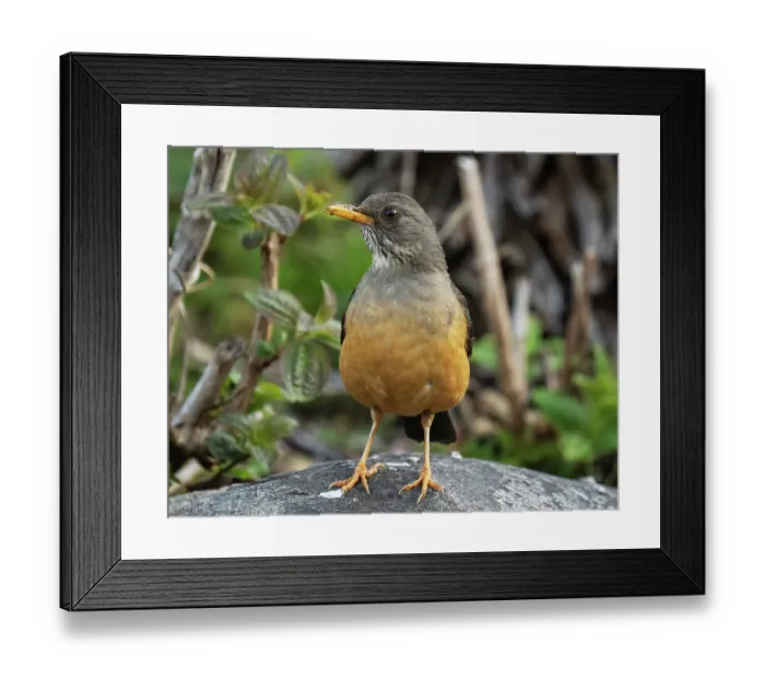 Framed Print : Olive thrush (Turdus olivaceus) perched on a boulder, Kirstenbosch Botanical Gardens, Cape Town, South Africa Framed Print : Olive thrush (Turdus olivaceus) perched on a boulder, Kirstenbosch Botanical Gardens, Cape Town, South Africa