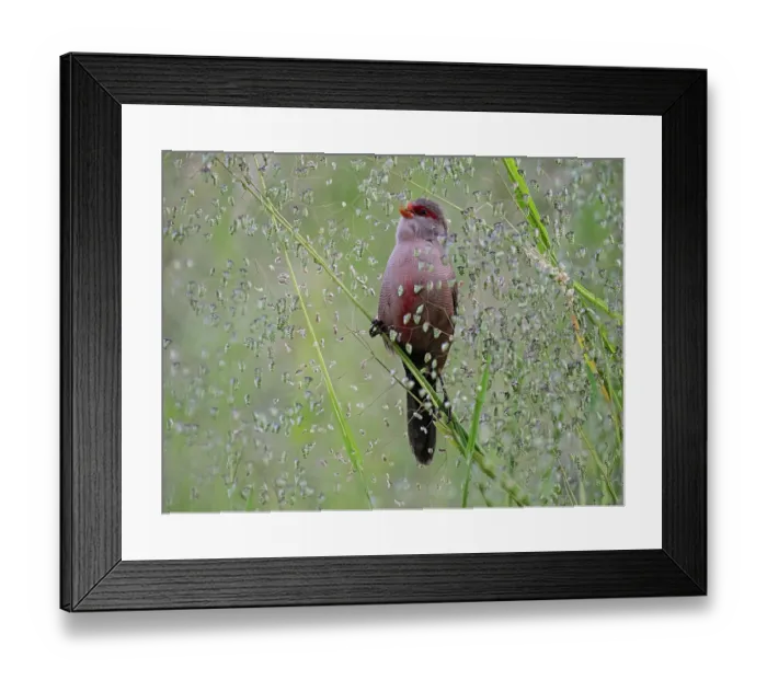 Framed Print : Common waxbill (Estrilda astrild) male, feeding on seed heads, Kirstenbosch Botanical Gardens, Cape Town, South Africa Framed Print : Common waxbill (Estrilda astrild) male, feeding on seed heads, Kirstenbosch Botanical Gardens, Cape Town, South Africa