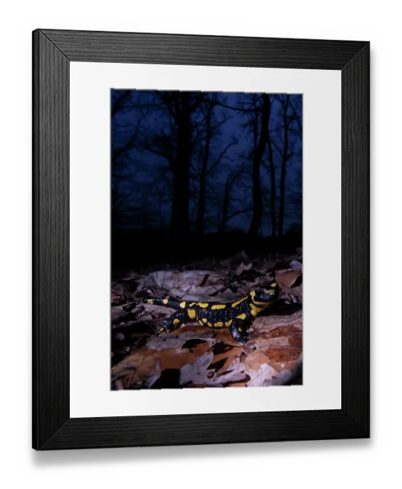Framed Print : Fire salamander (Salamandra salamandra) on dried leaves in woodland at night, Hallerbos, Belgium. November Framed Print : Fire salamander (Salamandra salamandra) on dried leaves in woodland at night, Hallerbos, Belgium. November