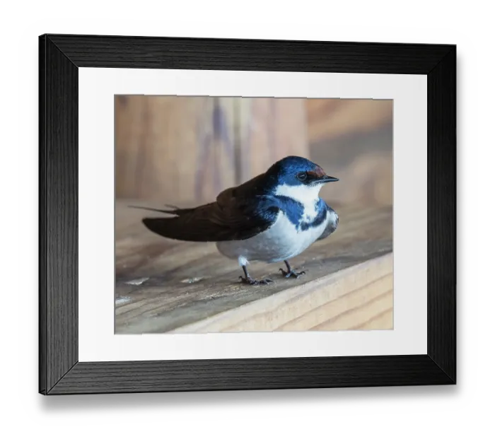 Framed Print : White-throated swallow (Hirundo albigularis) perched below nest site, West Coast National Park, Langebaan, Cape Province, South Africa Framed Print : White-throated swallow (Hirundo albigularis) perched below nest site, West Coast National Park, Langebaan, Cape Province, South Africa