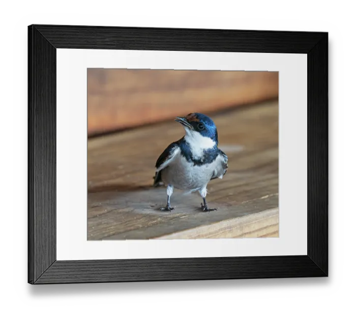 Framed Print : White-throated swallow (Hirundo albigularis) perched below nest site singing, West Coast National Park, Langebaan, Cape Province, South Africa