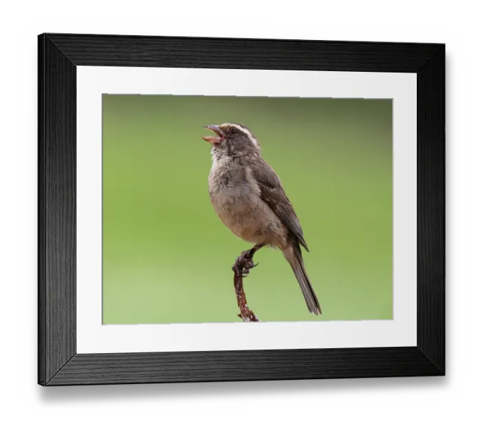 Framed Print : White-throated canary (Crithagra albogularis) male, perched on a thorn bush singing, West Coast National Park, Langebaan, Cape Province, South Africa Framed Print : White-throated canary (Crithagra albogularis) male, perched on a thorn bush singing, West Coast National Park, Langebaan, Cape Province, South Africa