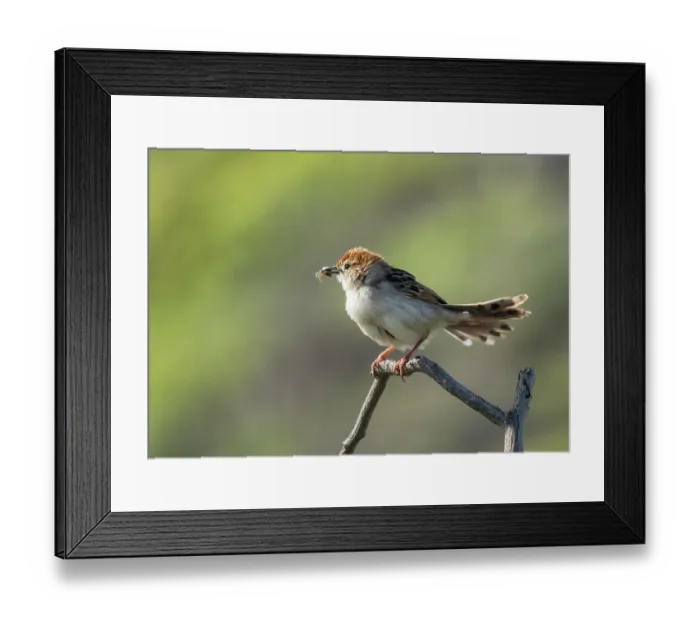 Framed Print : Levaillant's cisticola (Cisticola tinniens) perched on a branch close to nest site with spider prey in beak, Stellenbosch Sewerage Farm, Cape Town, South Africa