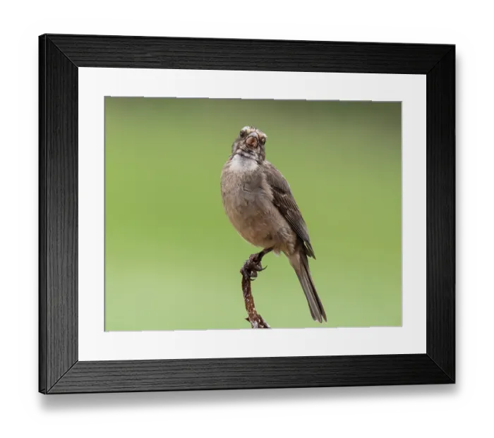 Framed Print : White-throated canary (Crithagra albogularis) male, perched on a thorn bush, West Coast National Park, Langebaan, Cape Province, South Africa Framed Print : White-throated canary (Crithagra albogularis) male, perched on a thorn bush, West Coast National Park, Langebaan, Cape Province, South Africa