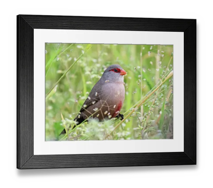 Framed Print : RF - Common waxbill (Estrilda astrild) male, feeding on seed heads, Kirstenbosch Botanical Gardens, Cape Town, South Africa Framed Print : RF - Common waxbill (Estrilda astrild) male, feeding on seed heads, Kirstenbosch Botanical Gardens, Cape Town, South Africa