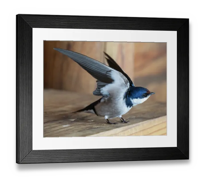 Framed Print : White-throated swallow (Hirundo albigularis) stretching wings at nest site, West Coast National Park, Langebaan, Cape Province, South Africa Framed Print : White-throated swallow (Hirundo albigularis) stretching wings at nest site, West Coast National Park, Langebaan, Cape Province, South Africa