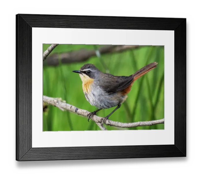 Framed Print : RF - Cape robin-chat (Dessonornis caffer) perched on a branch, Kirstenbosch Botanical Gardens, Cape Town, South Africa Framed Print : RF - Cape robin-chat (Dessonornis caffer) perched on a branch, Kirstenbosch Botanical Gardens, Cape Town, South Africa