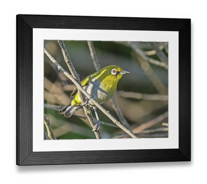 Framed Print : Cape white-eye (Zosterops virens) perched on a branch in the undergrowth, Malgas, Cape Province, South Africa