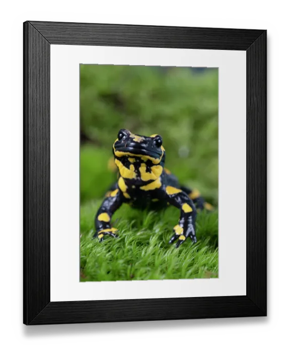 Framed Print : Fire salamander (Salamandra salamandra) portrait, Hallerbos, Belgium. November Framed Print : Fire salamander (Salamandra salamandra) portrait, Hallerbos, Belgium. November