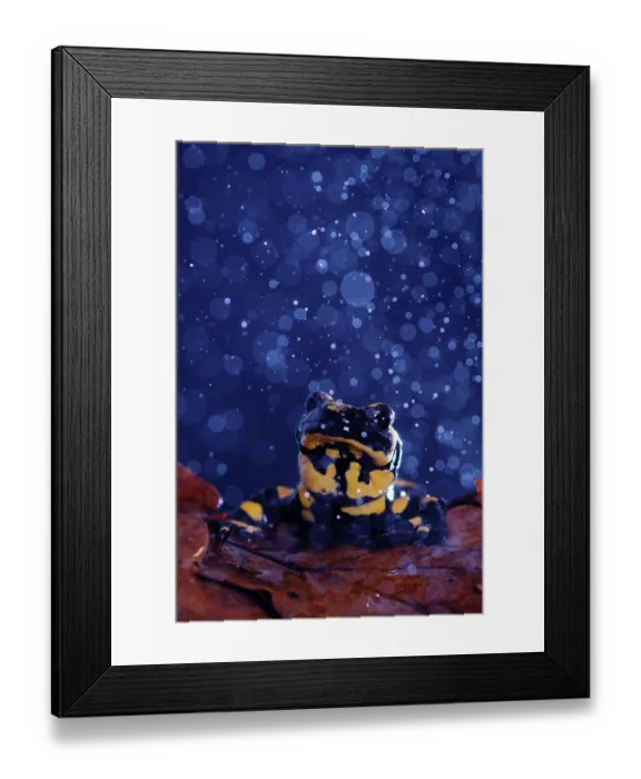 Framed Print : Fire salamander (Salamandra salamandra) in rain, portrait, Hallerbos, Belgium. November Framed Print : Fire salamander (Salamandra salamandra) in rain, portrait, Hallerbos, Belgium. November