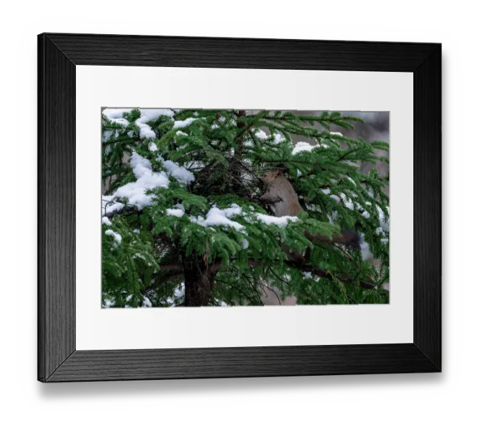 Framed Print : Japanese red squirrel (Sciurus vulgaris orientis) constructing nest to prepare for upcoming reproductive season. Hokkaido, Japan Framed Print : Japanese red squirrel (Sciurus vulgaris orientis) constructing nest to prepare for upcoming reproductive season. Hokkaido, Japan