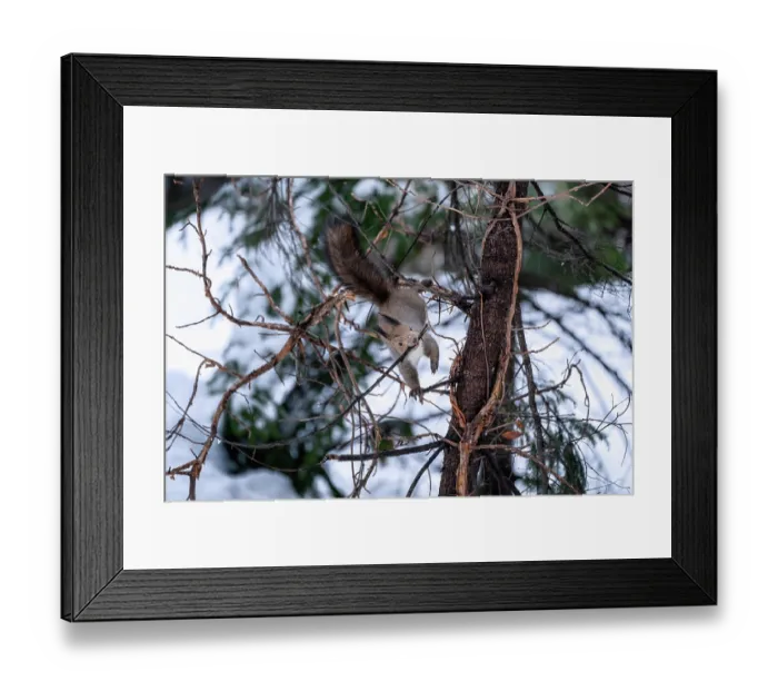 Framed Print : Japanese red squirrel (Sciurus vulgaris orientis) breaking off branch for purpose of constructing nest to prepare for upcoming reproductive season. Hokkaido, Japan Framed Print : Japanese red squirrel (Sciurus vulgaris orientis) breaking off branch for purpose of constructing nest to prepare for upcoming reproductive season. Hokkaido, Japan