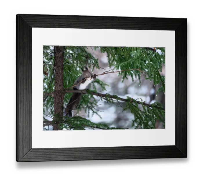 Framed Print : Japanese red squirrel (Sciurus vulgaris orientis) struggling with long branch collected for construction of nest. Hokkaido, Japan Framed Print : Japanese red squirrel (Sciurus vulgaris orientis) struggling with long branch collected for construction of nest. Hokkaido, Japan