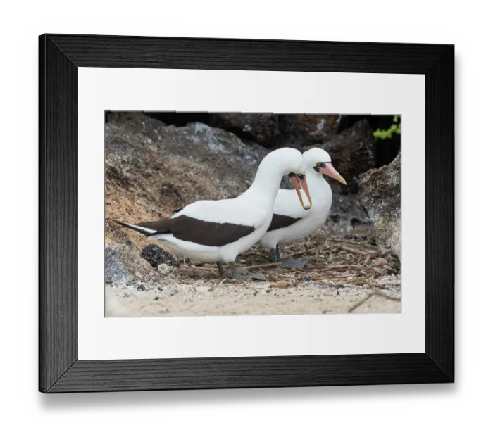 Framed Print : Nazca booby (Sula granti) pair building nest, Genovesa Island, Galapagos Framed Print : Nazca booby (Sula granti) pair building nest, Genovesa Island, Galapagos