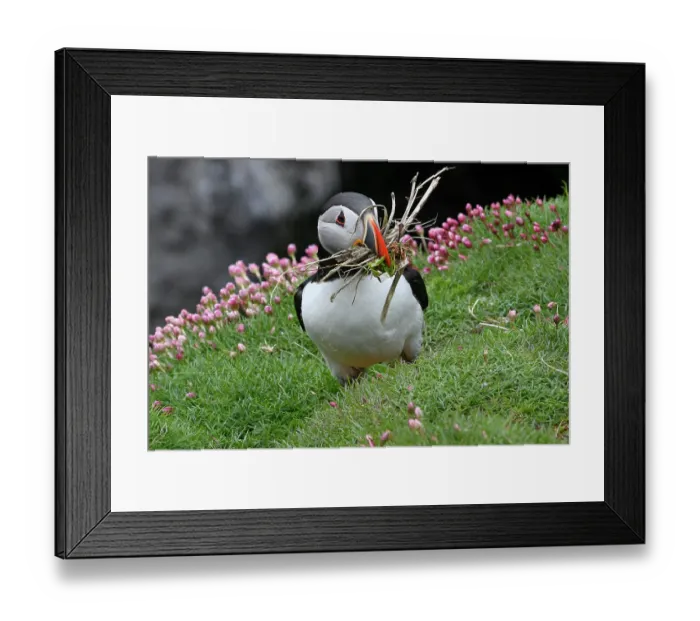 Framed Print : Atlantic puffin (Fratercula arctica) collecting nesting material on clifftop, Isle of Lunga, Treshnish Isles, Inner Hebrides, Scotland, UK, May Framed Print : Atlantic puffin (Fratercula arctica) collecting nesting material on clifftop, Isle of Lunga, Treshnish Isles, Inner Hebrides, Scotland, UK, May