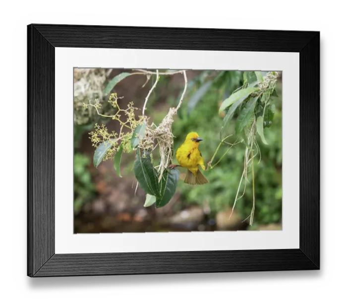 Framed Print : Cape weaver (Ploceus capensis) male balancing between the two edges of the rudimentary beginnings of its nest, Breeda Trading Post, Malgas, Cape Province, South Africa