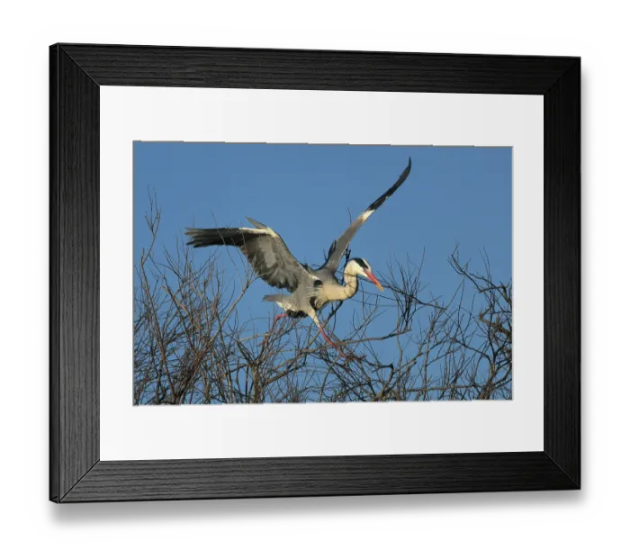 Framed Print : Grey heron (Ardea cinerea) landing in tree with nesting material in beak, Camargue, France, March Framed Print : Grey heron (Ardea cinerea) landing in tree with nesting material in beak, Camargue, France, March