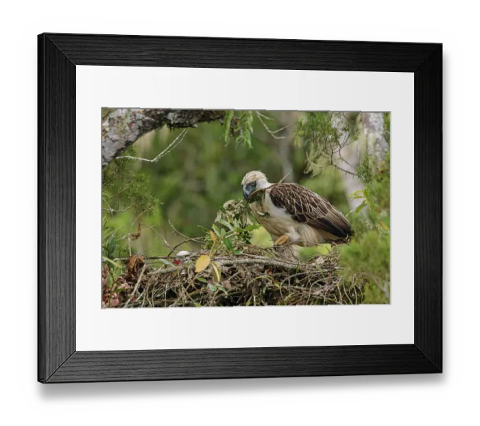 Framed Print : Philippine eagle (Pithecophaga jefferyi) female delivering twig to nest with chick, Kitanglad mountain range, Mindanao, Philippines, February 2007. Critically endangered Framed Print : Philippine eagle (Pithecophaga jefferyi) female delivering twig to nest with chick, Kitanglad mountain range, Mindanao, Philippines, February 2007. Critically endangered