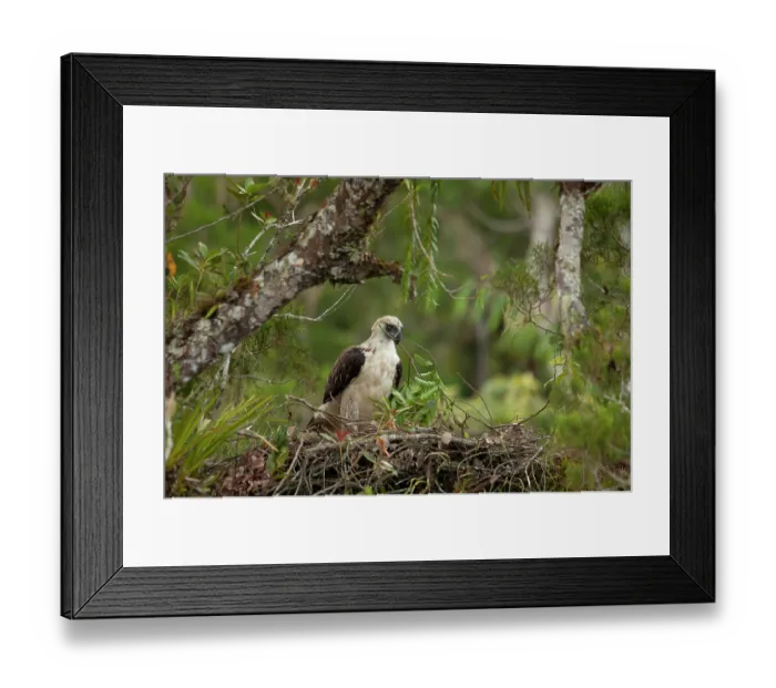 Framed Print : Philippine eagle (Pithecophaga jefferyi) female delivering twig to nest, Kitanglad mountain range, Mindanao, Philippines, March 2007. Critically endangered