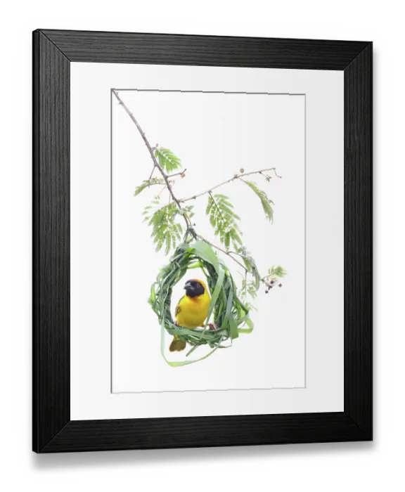 Framed Print : Vitelline masked weaver (Ploceus vitellinus) nest building, El karama Wilderness Conservancy, Northern Kenya