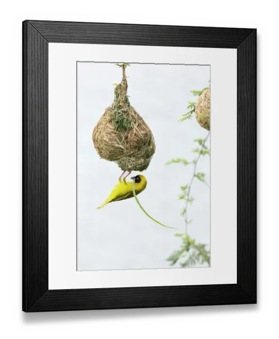 Framed Print : RF - Southern masked weaver (Ploceus velatus) male, nest building, Kruger National Park, South Africa. (This image may be licensed either as rights managed or royalty free.)