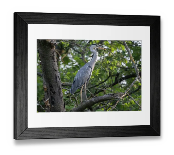 Framed Print : Grey heron (Ardea cinerea) perched in tree with a branch in its beak for nest building, Peerdsbos, Brasschaat, Belgium. July Framed Print : Grey heron (Ardea cinerea) perched in tree with a branch in its beak for nest building, Peerdsbos, Brasschaat, Belgium. July