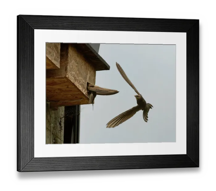 Framed Print : Common swift (Apus apus) investigating nest box as its mate flies past, Box, Wiltshire, UK, June Framed Print : Common swift (Apus apus) investigating nest box as its mate flies past, Box, Wiltshire, UK, June