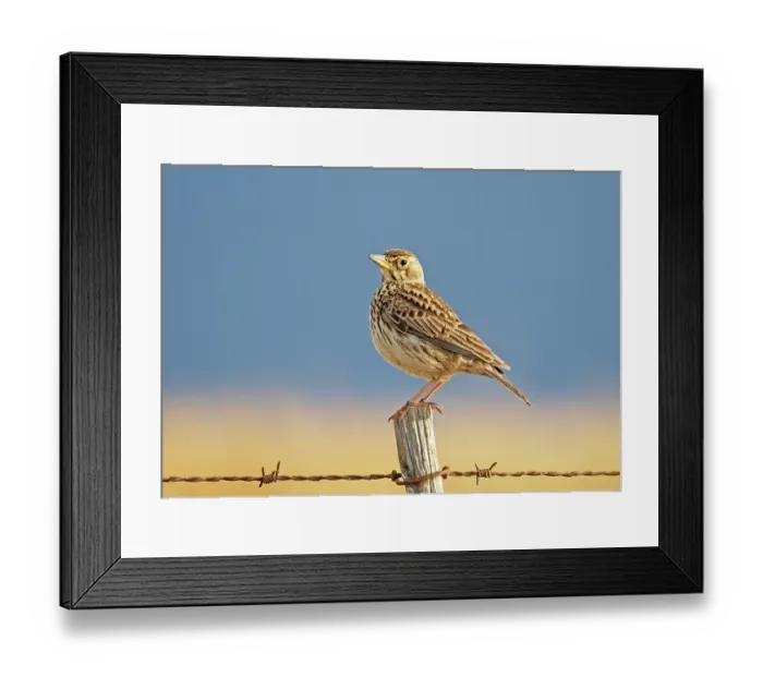 Framed Print : Large-billed lark (Galerida magnirostris) perched on a fence post, Malgas, Cape Province, South Africa Framed Print : Large-billed lark (Galerida magnirostris) perched on a fence post, Malgas, Cape Province, South Africa