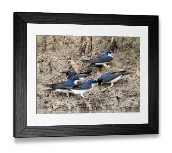 Framed Print : House martins (Delichon urbicum) perched on riverbank gathering mud for nest building, River Brathay, Ambleside, Lake District, Cumbria, UK. May