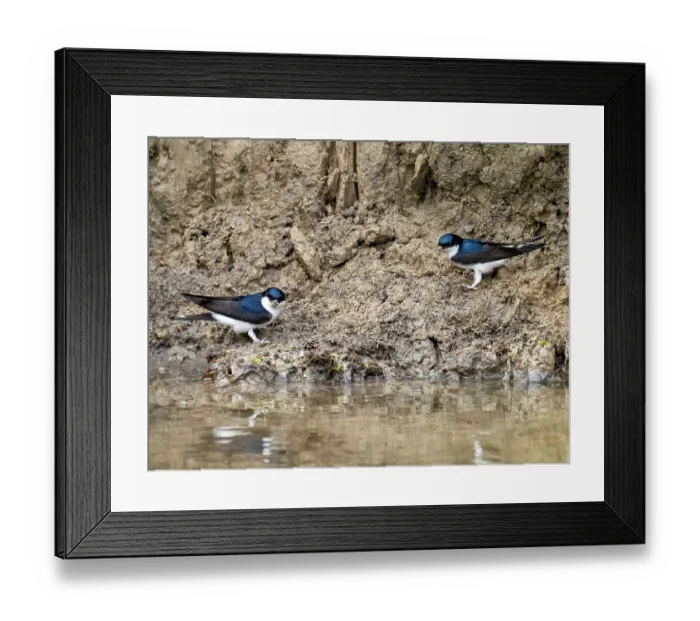 Framed Print : Two House martins (Delichon urbicum) perched on riverbank gathering mud for nest building, River Brathay, Ambleside, Lake District, Cumbria, UK. May Framed Print : Two House martins (Delichon urbicum) perched on riverbank gathering mud for nest building, River Brathay, Ambleside, Lake District, Cumbria, UK. May