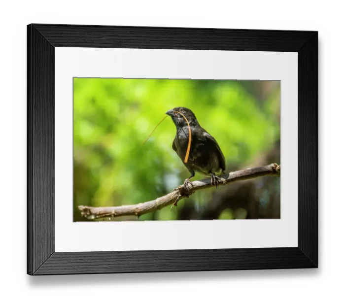 Framed Print : Darwin's small ground finch (Geospiza fuliginosa) male, perched on branch with nesting material in beak, Santa Cruz Island, Galapagos Islands Framed Print : Darwin's small ground finch (Geospiza fuliginosa) male, perched on branch with nesting material in beak, Santa Cruz Island, Galapagos Islands