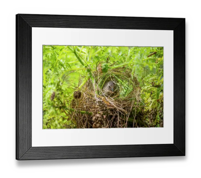 Framed Print : Darwin's small ground finch (Geospiza fuliginosa) female, nest building, Santa Cruz Island, Galapagos Islands Framed Print : Darwin's small ground finch (Geospiza fuliginosa) female, nest building, Santa Cruz Island, Galapagos Islands