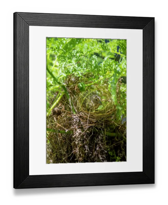 Framed Print : Darwin's small ground finch (Geospiza fuliginosa) female, nest building, Santa Cruz Island, Galapagos Islands Framed Print : Darwin's small ground finch (Geospiza fuliginosa) female, nest building, Santa Cruz Island, Galapagos Islands