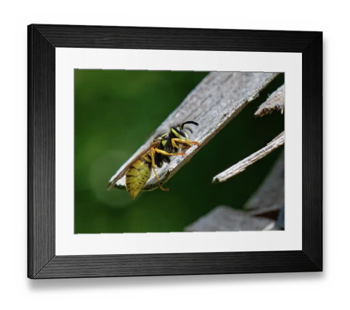 Framed Print : German wasp (Vespula germanica) worker scraping wood for its nest from the wooden roof of an insect hotel, Wiltshire garden, UK. July